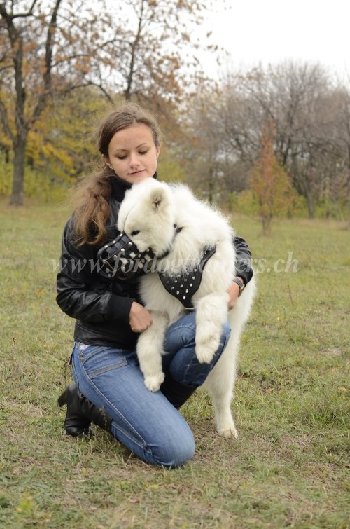 Muselire en cuir pour chien / Harnais en cuir pour chien