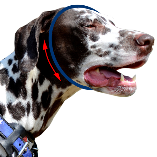 Comment mesurer le tour du cou du chien pour le collier trangleur