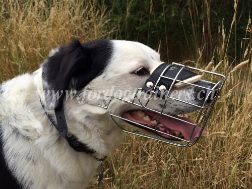 maulkorb draht jagdhund schweiz