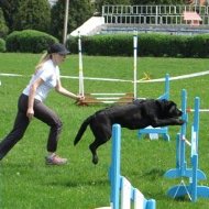 Matriel pour sport canin