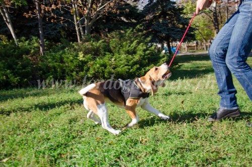 Ballon avec corde pour Beagle