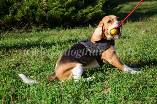 Balle en
caoutchouc pour Beagle