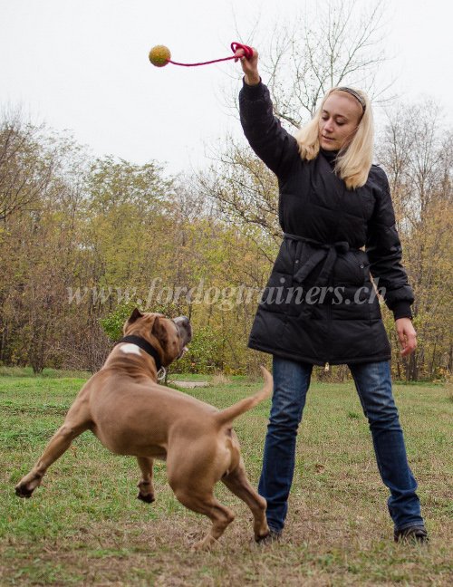 Balle pour Amstaff