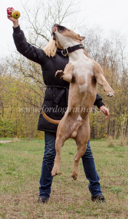 Balle pour Amstaff TOP Qualit