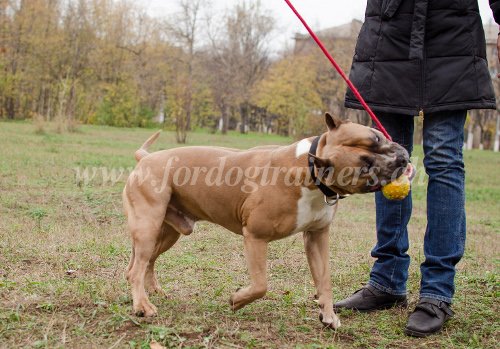 Balle de dressage pour Amstaff