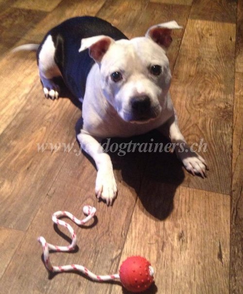 Jouet en caoutchouc pour Bull Terrier