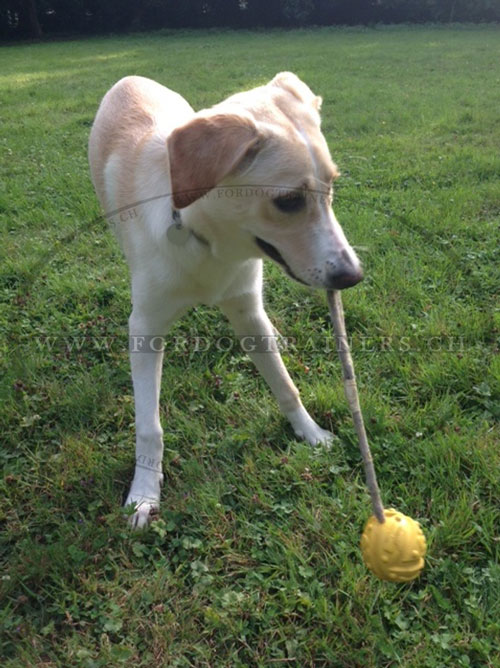 Balle solide avec corde pour chien