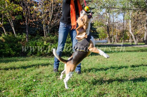 Jouet avec corde pour Beagle