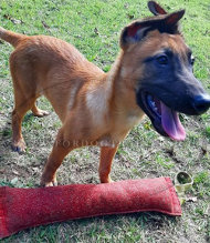 Hundesport Beisswurst fr Belgischen Malinois, Beinangriff