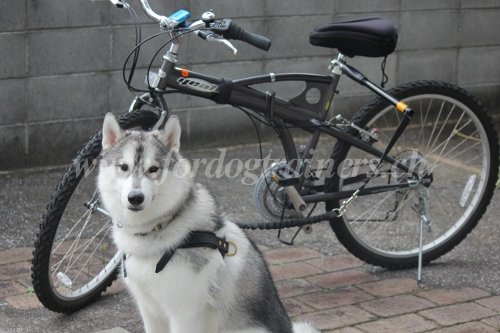 Harnais de traction en cuir pour chien - Husky