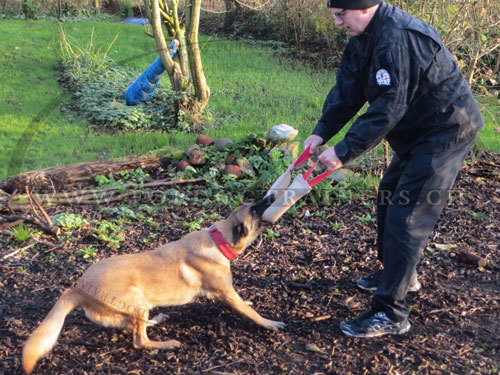 Hundeausbildungsbeisswulst fr Malinois