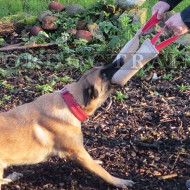 Boudin de dressage pour Malinois