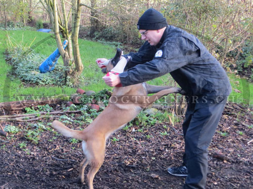 Beisstraining Bringsel mit 2 Schlaufen fr Malinois