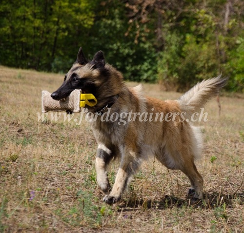 Boudin pour jeux et dressage du chien de Tervueren