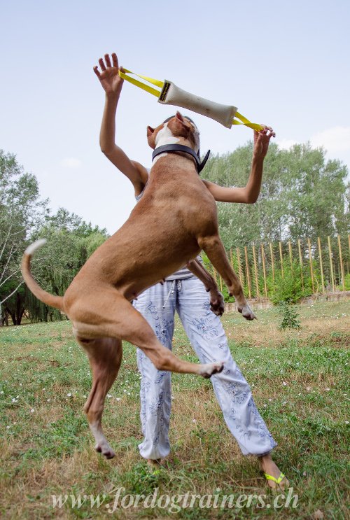 Boudin de rappel pour Pitbull