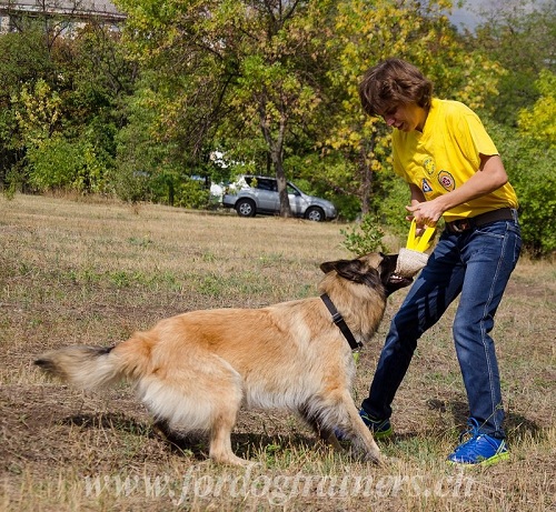 Boudin de mordant durable pour chien de Tervueren