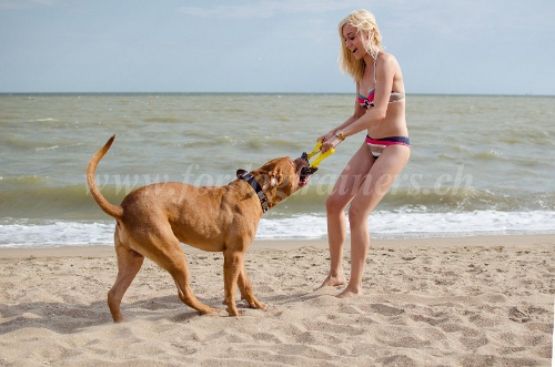 Boudin de dressage pour Pitbull