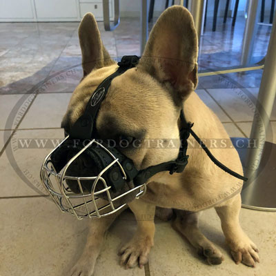 Bouledogue francais museliere panier en acier