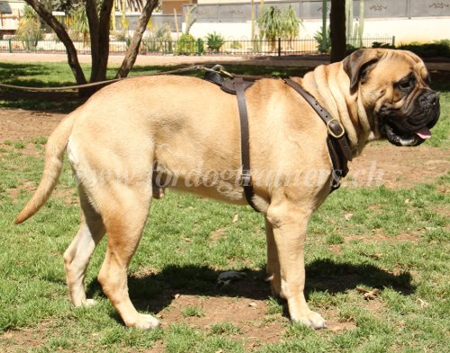 Harnais en cuir pour Bullmastiff