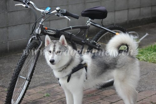 Harnais pour du Cani-VTT avec chien - Husky