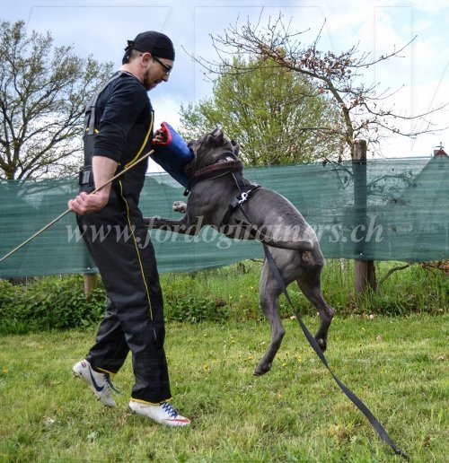 Matriel pour Bandog