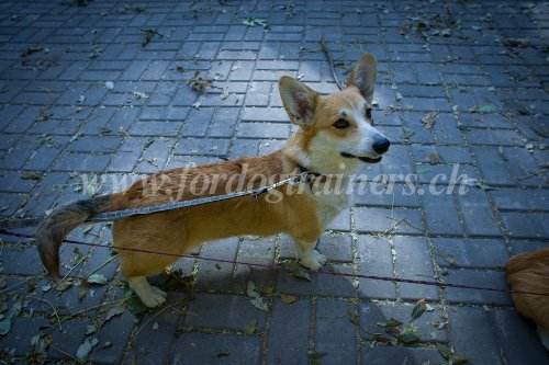 Matriel
canin pour petit chien