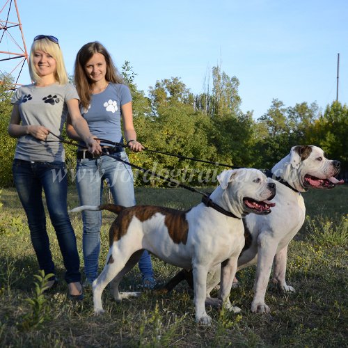 Matriel pour Bouledogue amricain