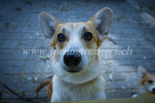 Petit chien - Welsh
Corgie