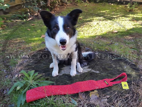 Chiffon de dressage pour Border Collie