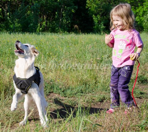 Matriel pour Retriever