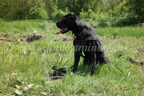 Collier Fordogtrainers pour Bandog