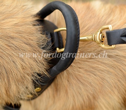 Collier de grande rsistance pour Chien de Tervueren