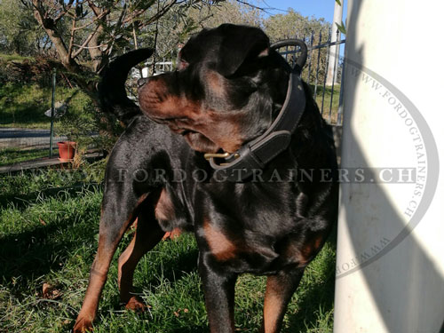 Collier en cuir pour Rottweiler