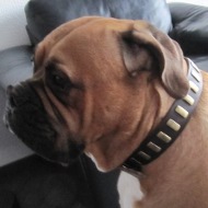 Herrliches Weithalsband aus Leder fr Mastiff