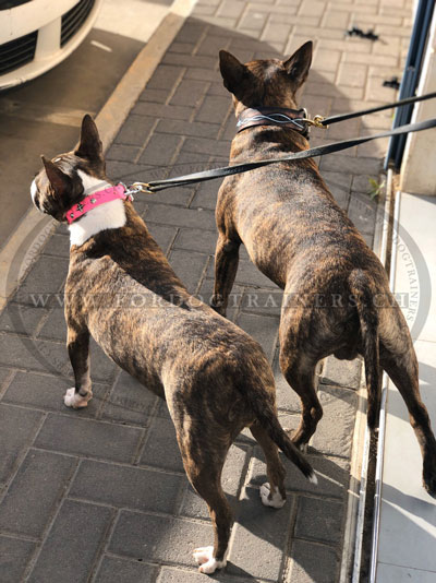 Collier en cuir peint manuellement pour bull terrier