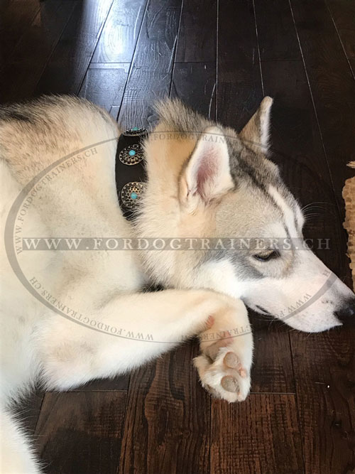 Collier exclusif pour promener le Husky