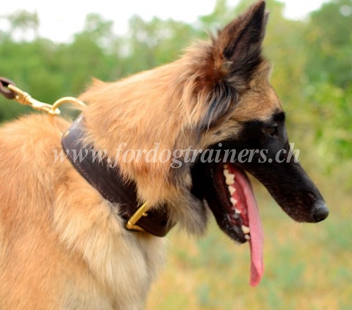 Collier de marche pour chien de Tervueren