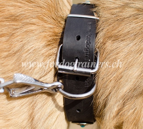 Collier de marche pour chien de Tervueren