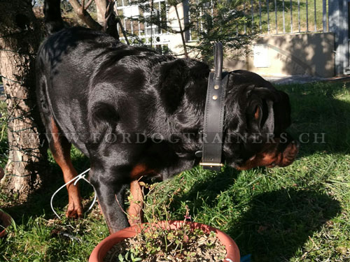 Collier double cuir Rottweiler