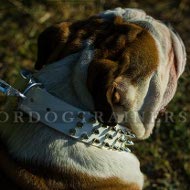 Weies Leder Halsband fr Engische Bulldogge Fashionable