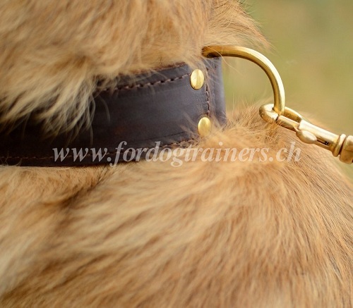 Collier universel pour chien de Tervueren