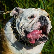 Leder Hundehalsband Luxus fr Englische Bulldogge