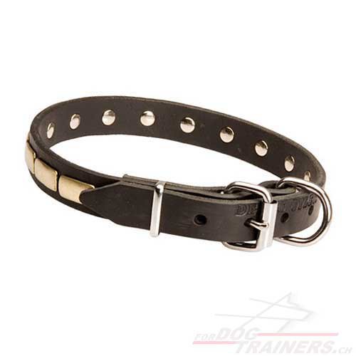 Collier en cuir solide pour chien