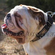 Neues Wunderschnes Hundehalsband Leder fr Bulldogge