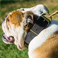 Hundehalsband mit Platten fr Englische Bulldogge Exklusiv