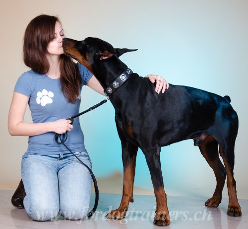 Collier de haute qualit pour Dobermann