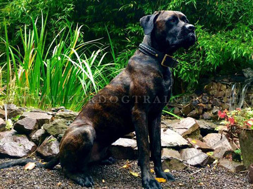 Collier en double paisseur de cuir pour Bandog/Mastiff