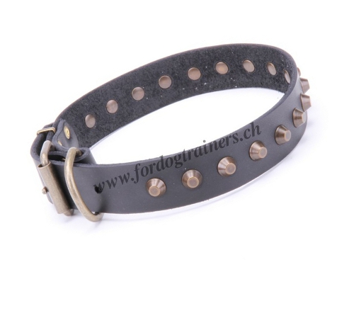 Collier confort pour Bull Terrier