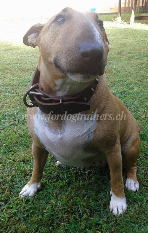 Collier en cuir solide pour Bull Terrier