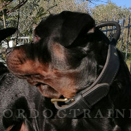 Hundehalsband frs Training und Kontrolle des Rottweilers